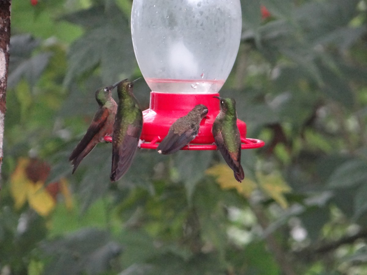 Speckled Hummingbird - ML621127250