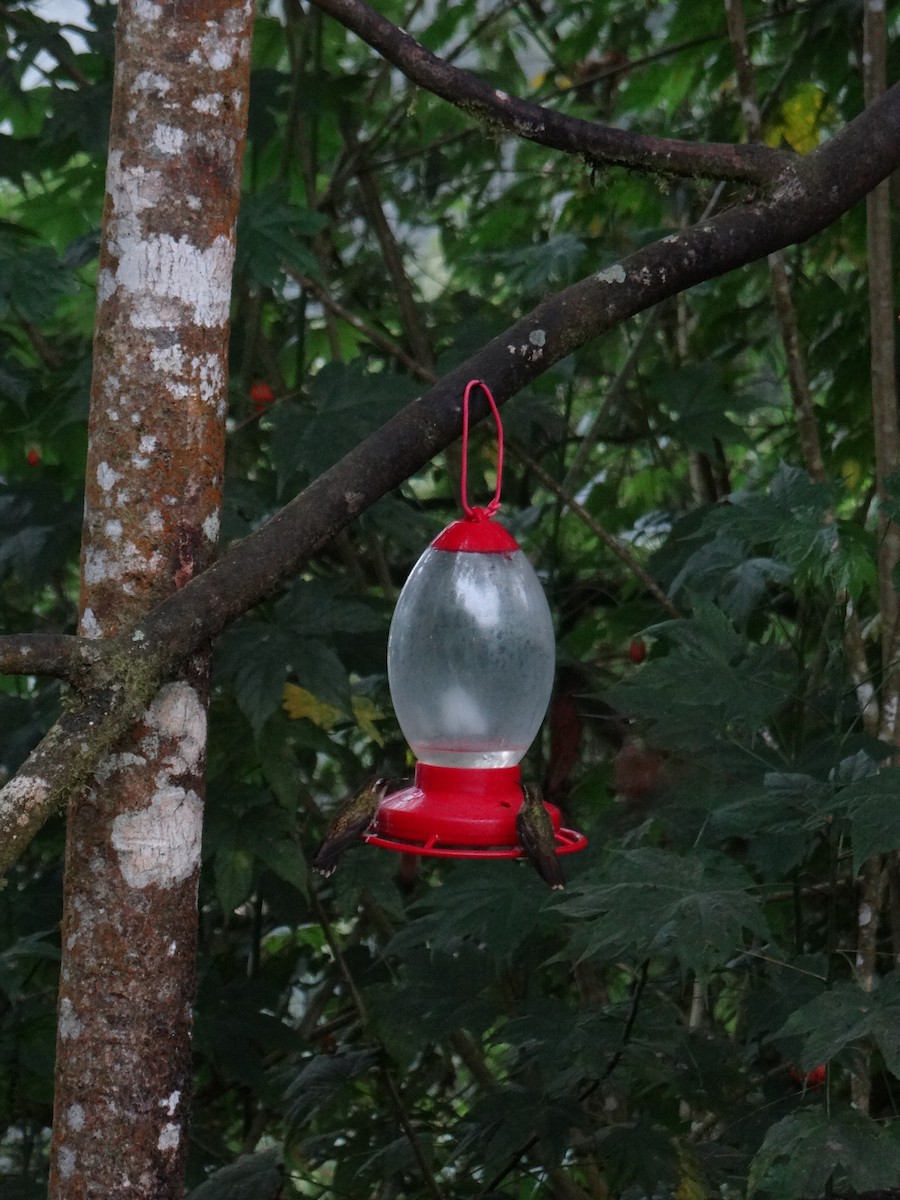 Speckled Hummingbird - ML621127254