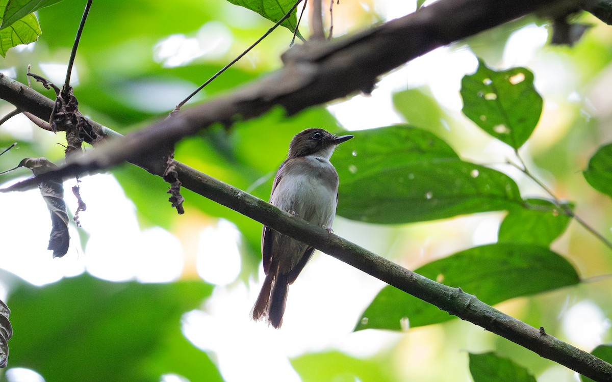 Gray-chested Jungle Flycatcher - ML621127255