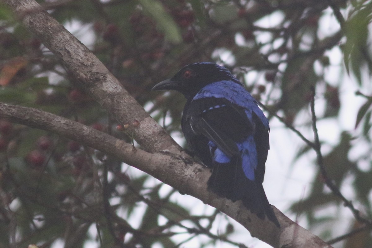 Asian Fairy-bluebird - ML621127279