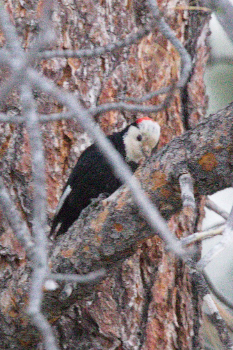 White-headed Woodpecker - ML621127307