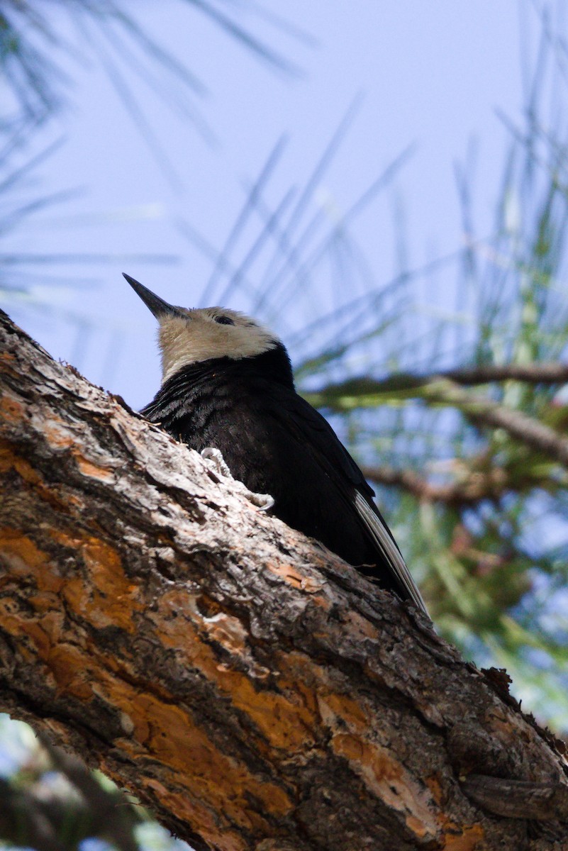 White-headed Woodpecker - Travis Waleri