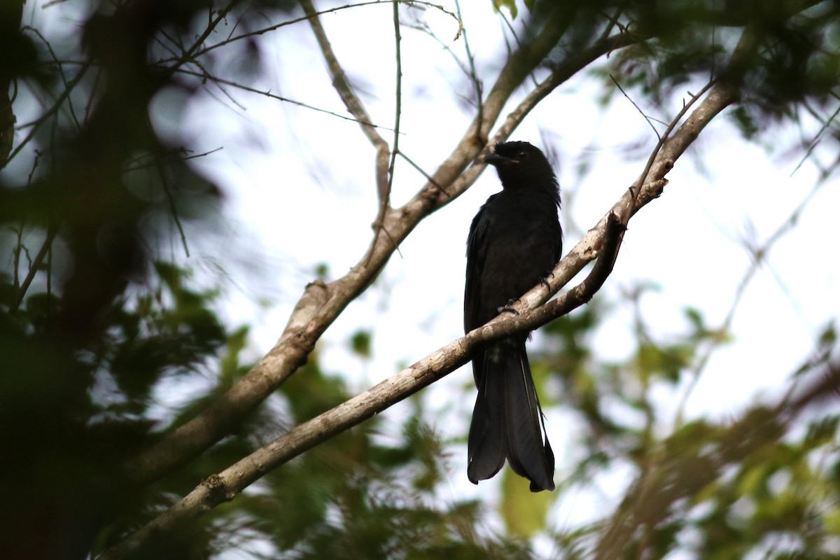 Greater Racket-tailed Drongo - ML621127311