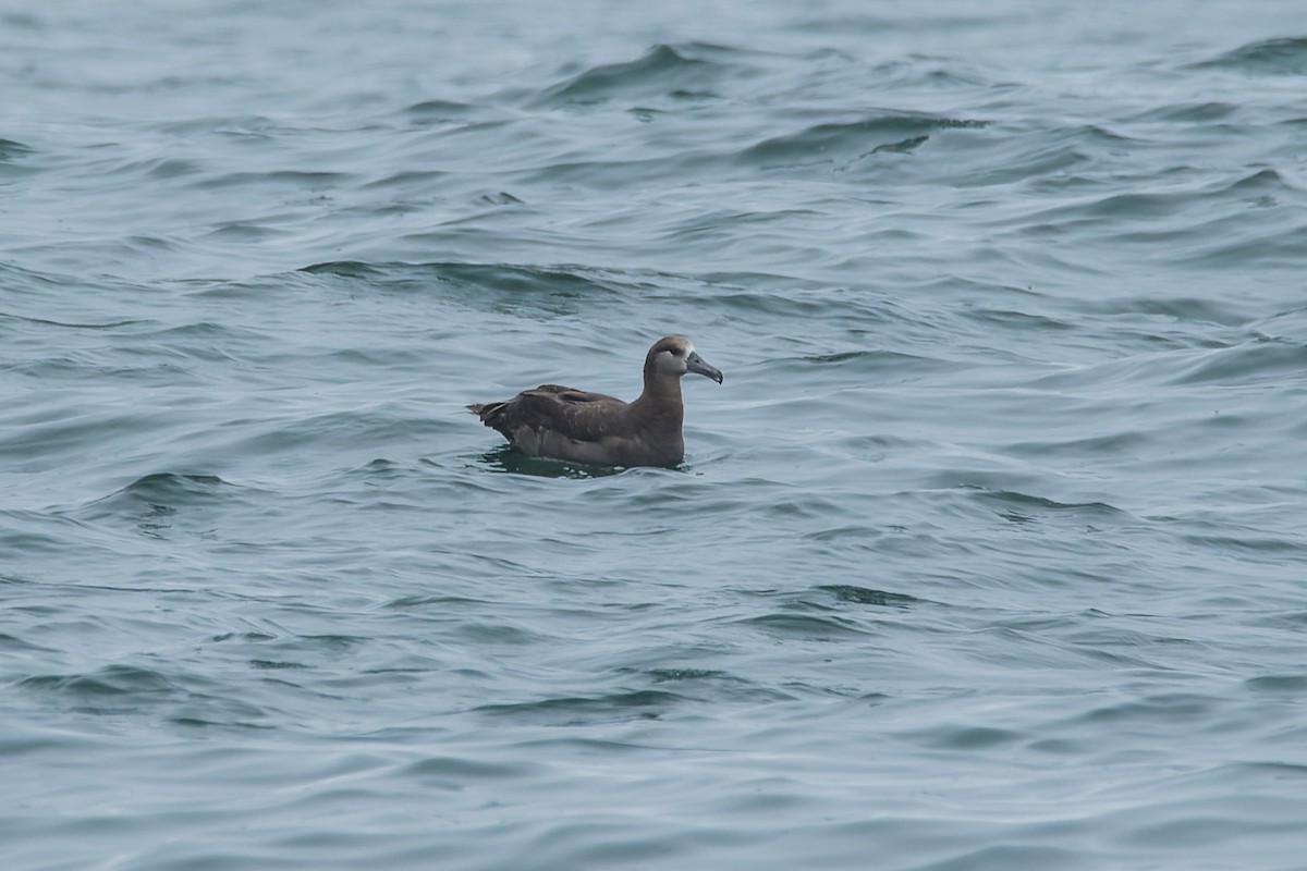 Black-footed Albatross - ML621127316