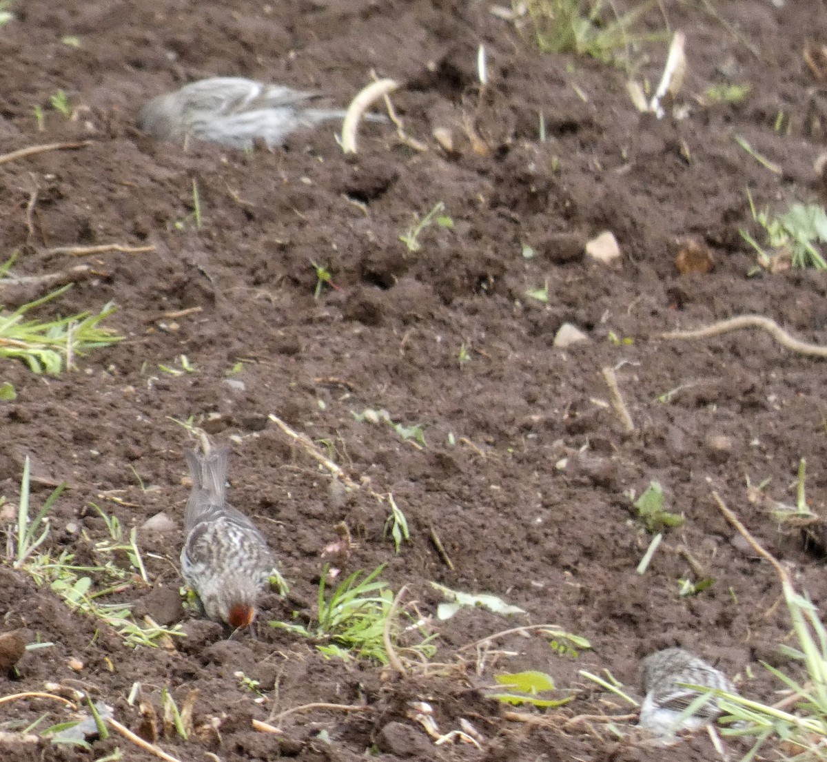 Common Redpoll - ML621127321