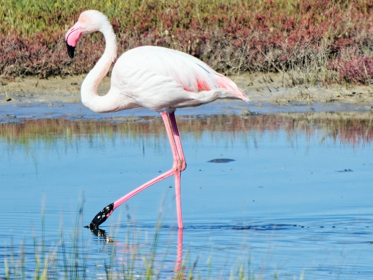 Greater Flamingo - ML621127339