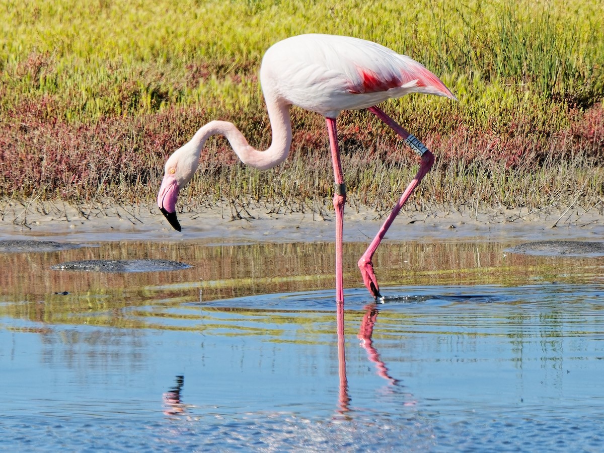 Greater Flamingo - ML621127340