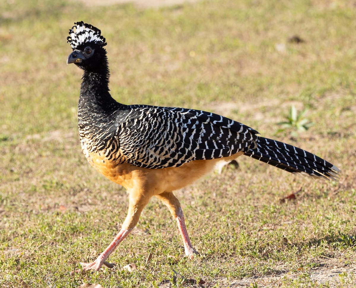 Bare-faced Curassow - ML621127350