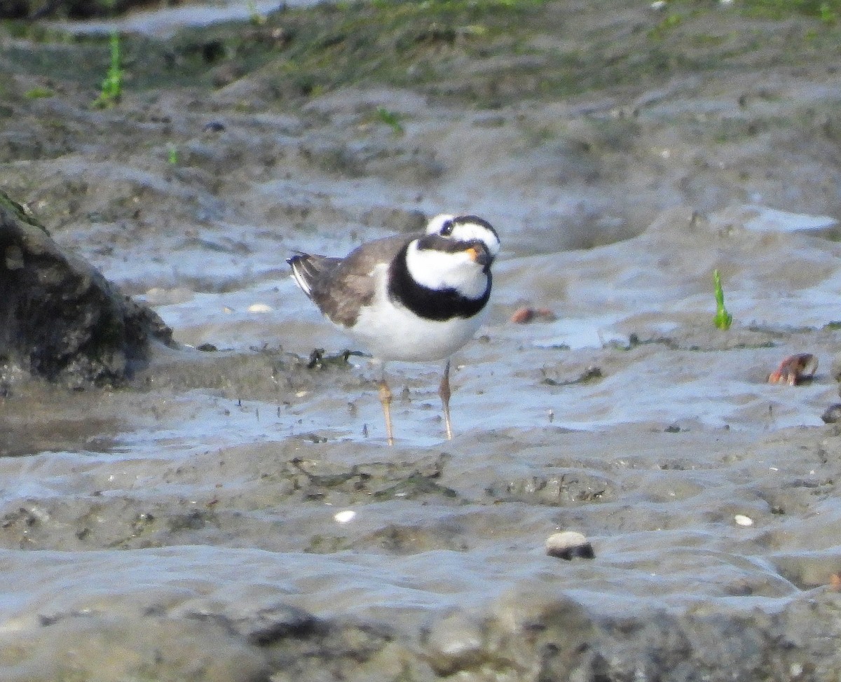 Common Ringed Plover - ML621127351