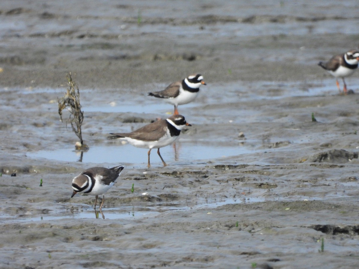 Common Ringed Plover - ML621127355
