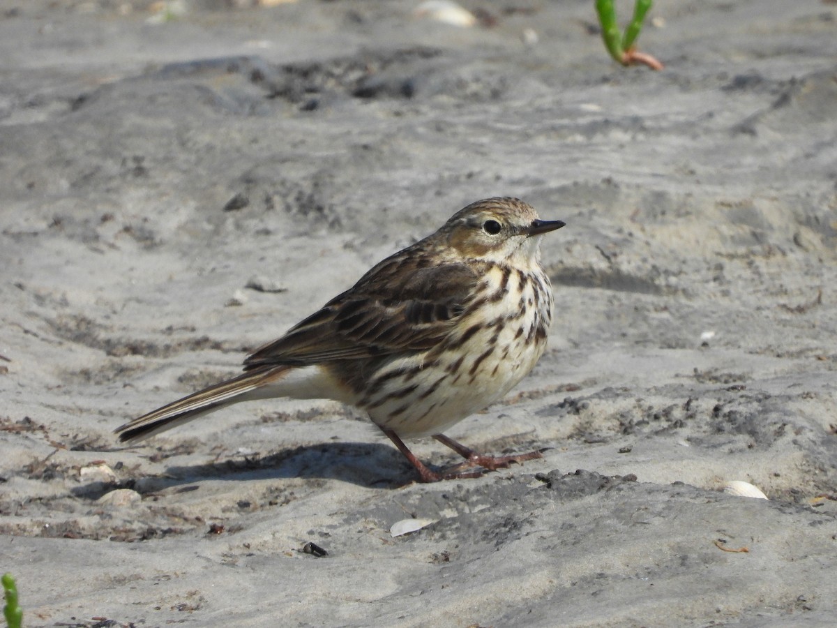 Meadow Pipit - ML621127363