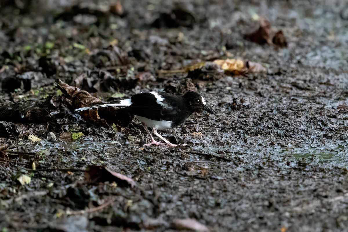 White-crowned Forktail - ML621127364