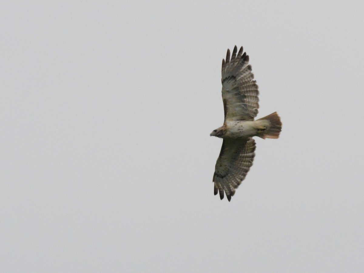 Red-tailed Hawk (borealis) - ML621127374