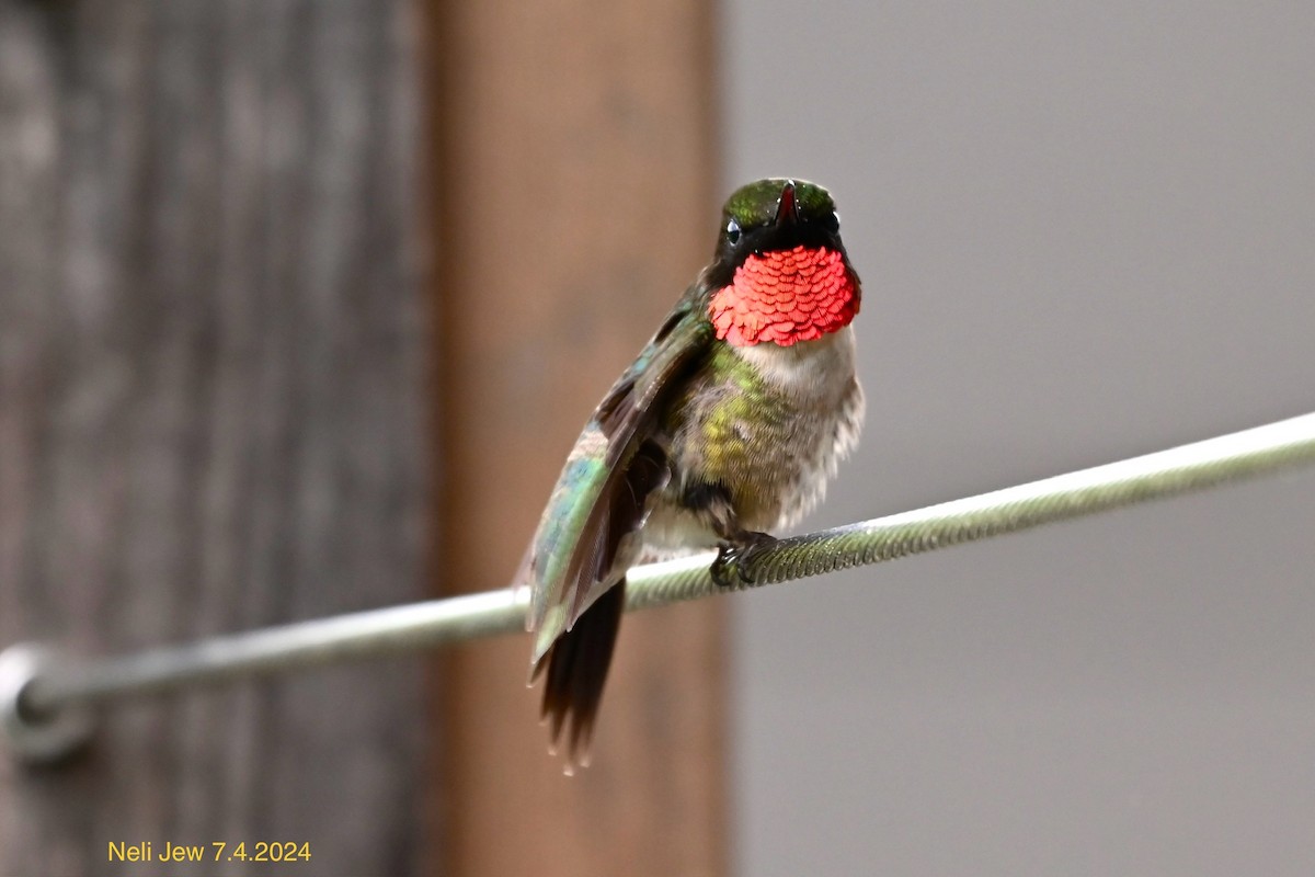 Ruby-throated Hummingbird - ML621127410