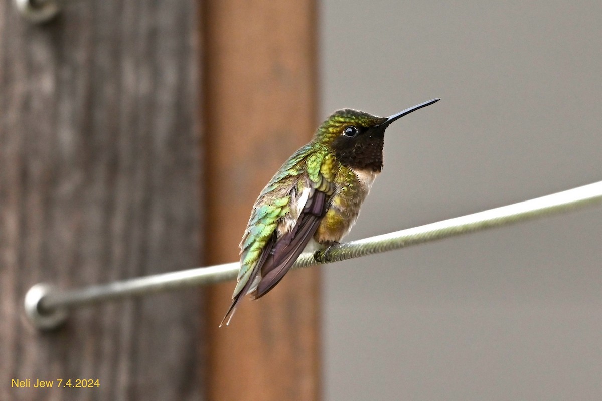 Ruby-throated Hummingbird - ML621127411