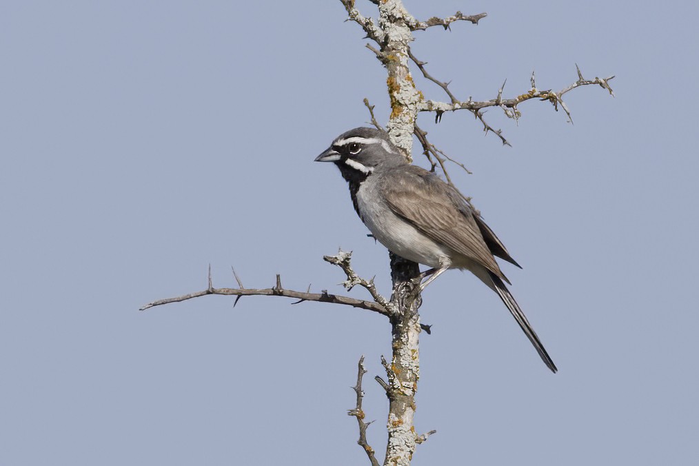 Black-throated Sparrow - ML621127450