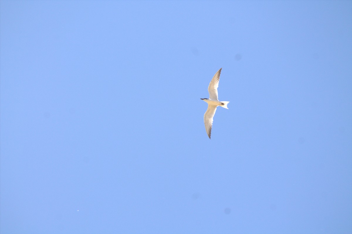 Gull-billed Tern - ML621127492