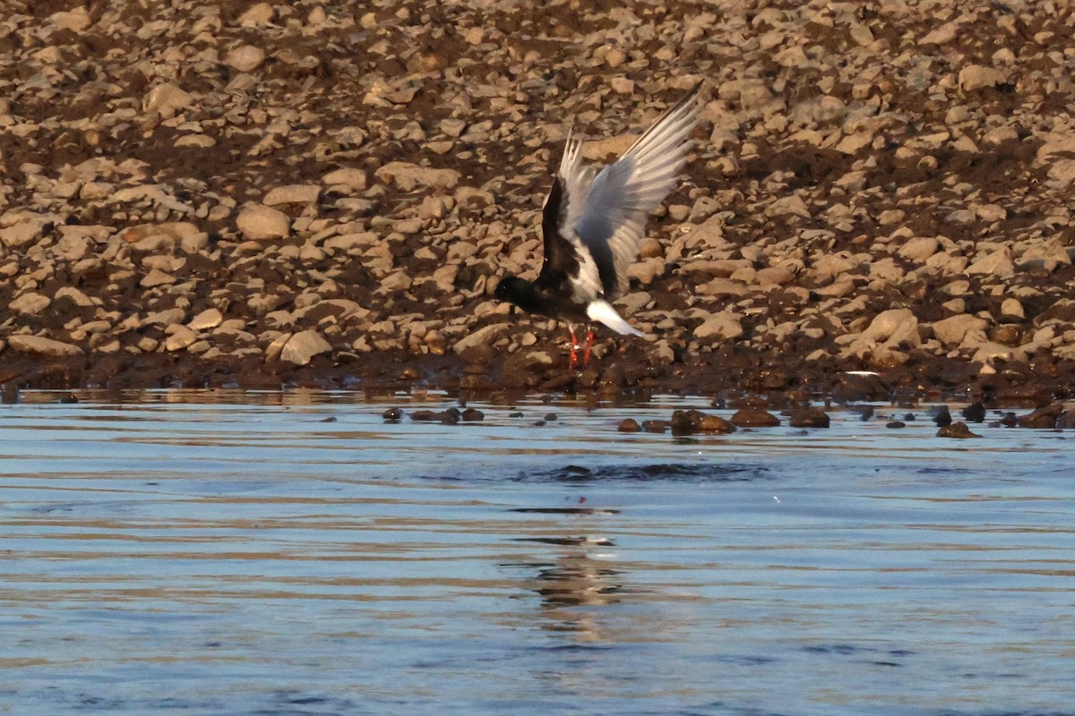 White-winged Tern - ML621127535