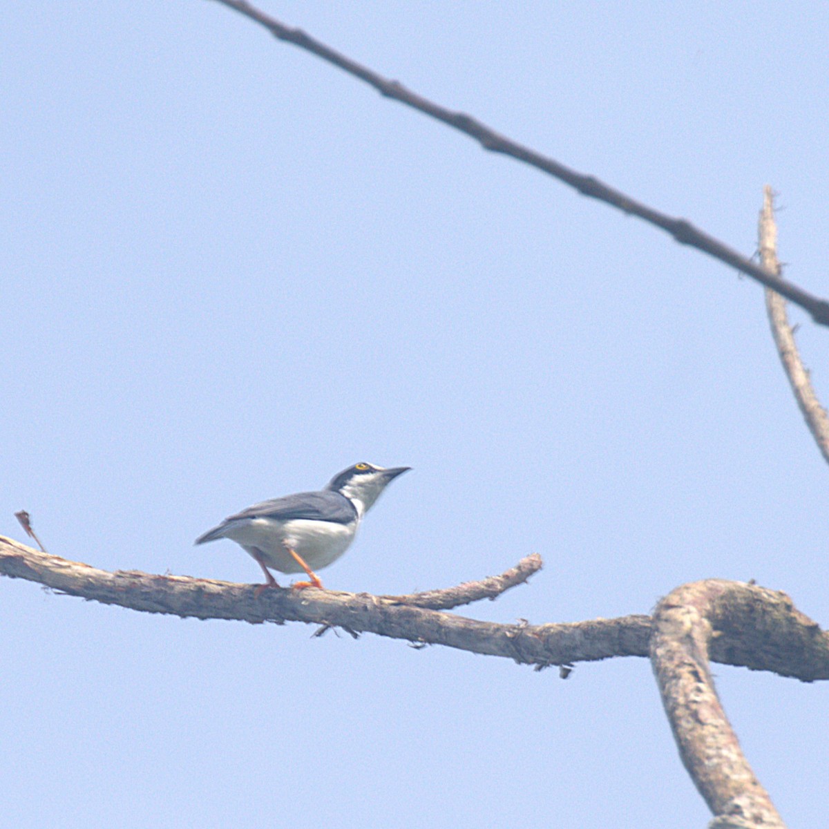 Hooded Tanager - ML621127555