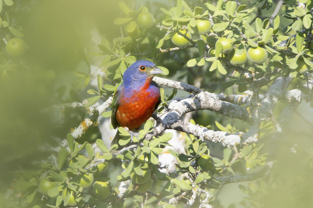 Painted Bunting - ML621127584