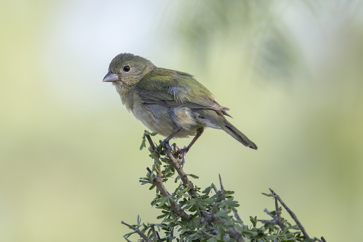 Painted Bunting - ML621127585