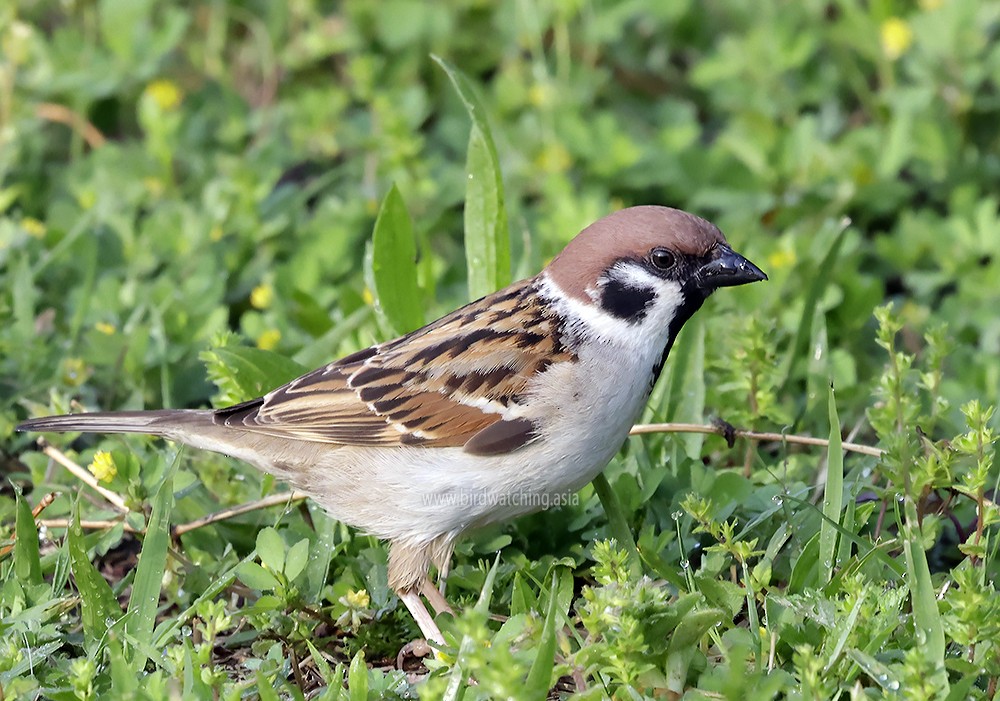 Eurasian Tree Sparrow - ML621127590
