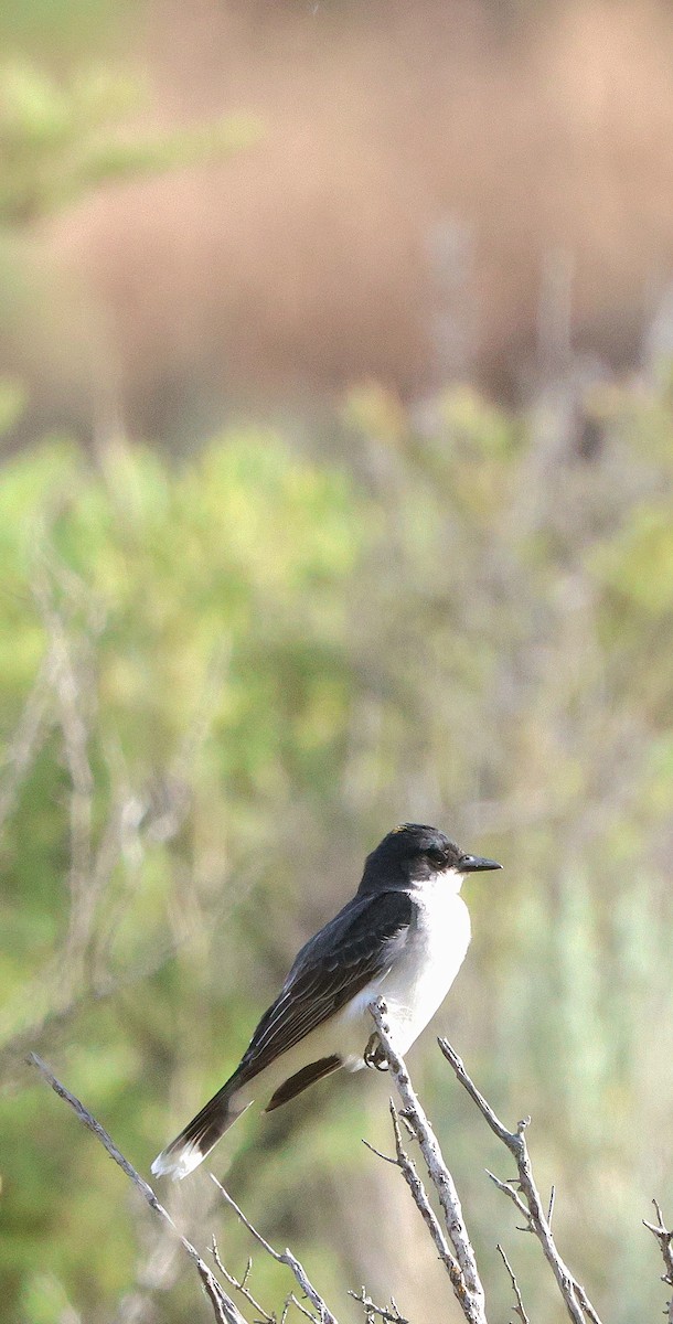 Eastern Kingbird - ML621127628