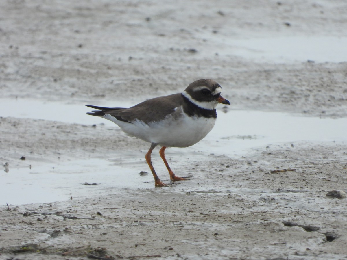 Common Ringed Plover - ML621127638