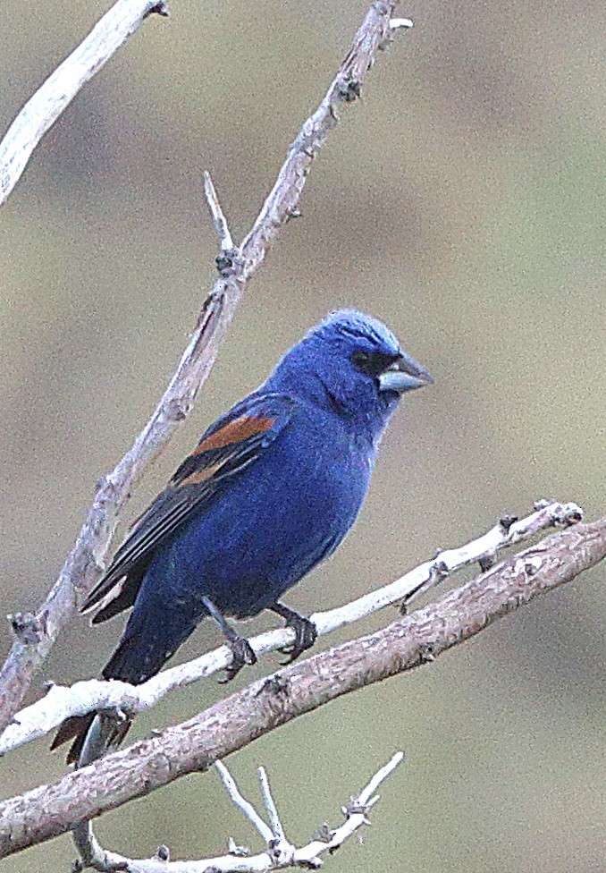 blåtykknebb - ML621127644