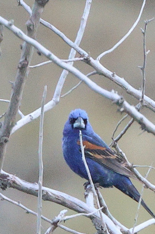 Blue Grosbeak - ML621127650