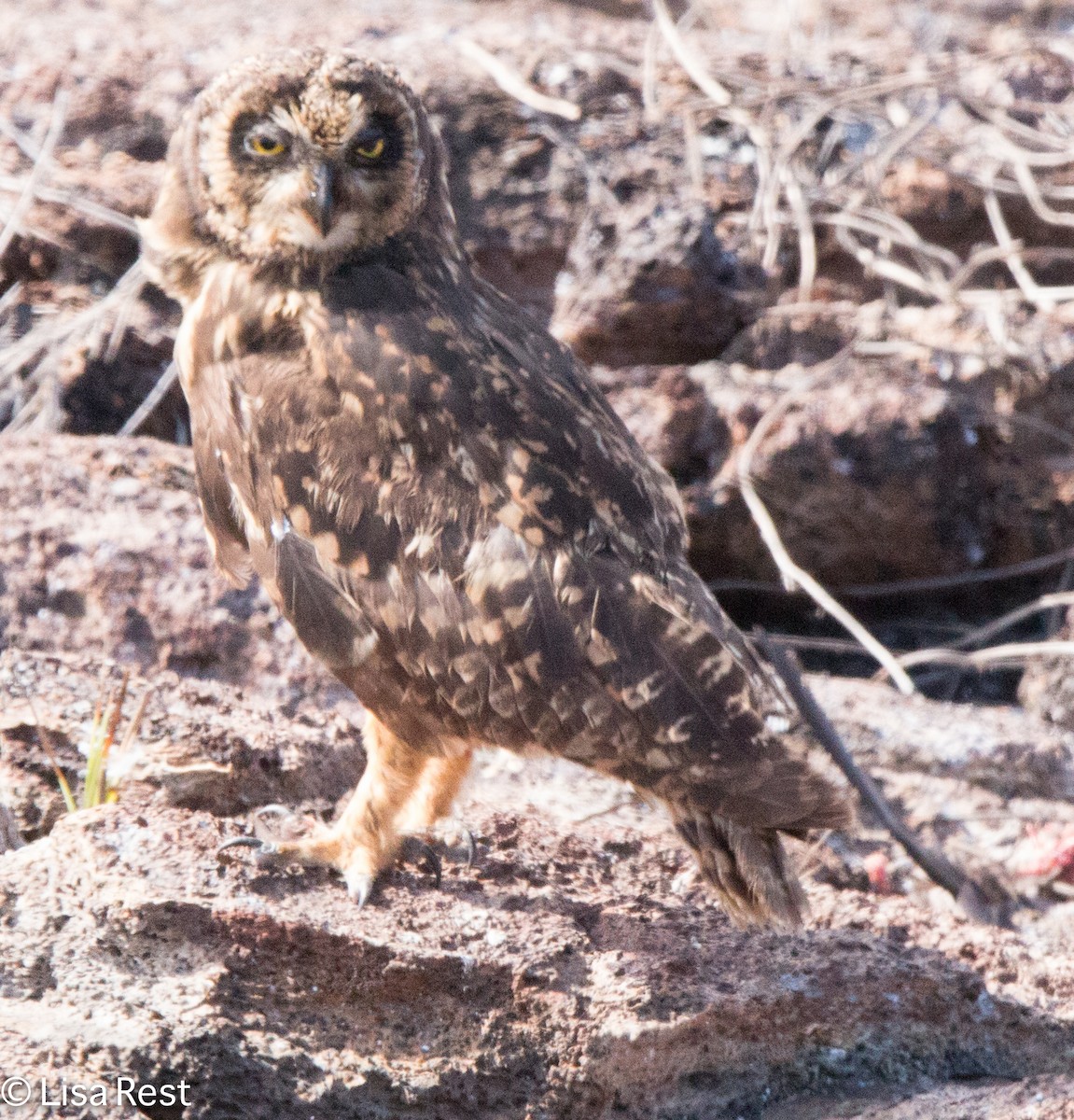 Short-eared Owl - ML621127651