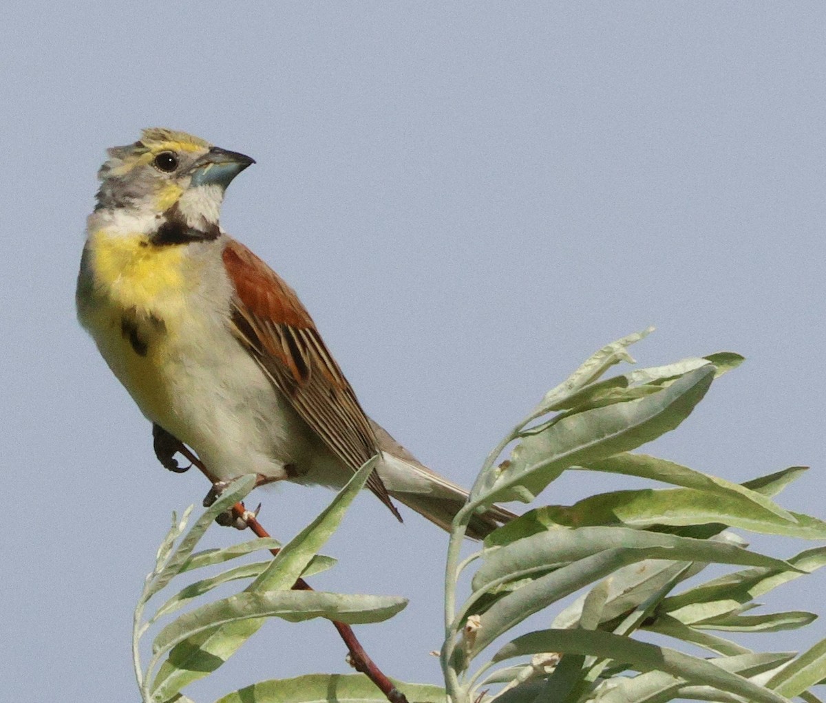 Dickcissel - ML621127654