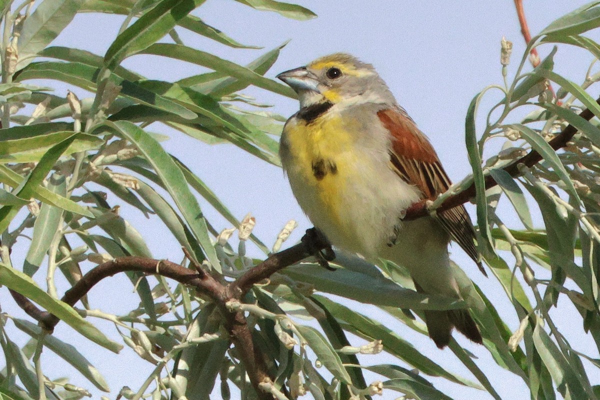 Dickcissel - ML621127658