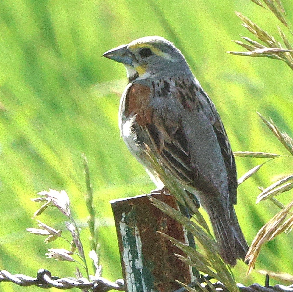 Dickcissel - ML621127665