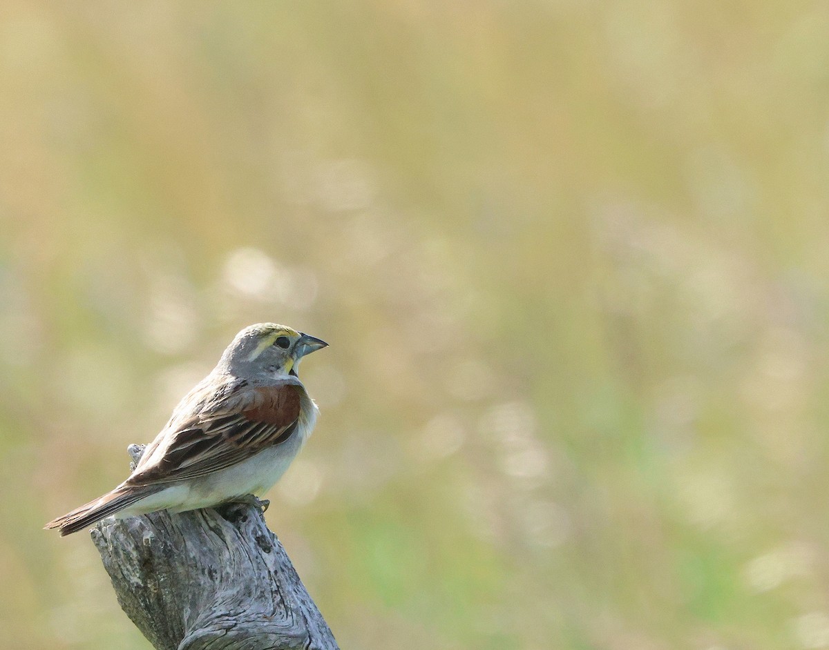 Dickcissel - ML621127668