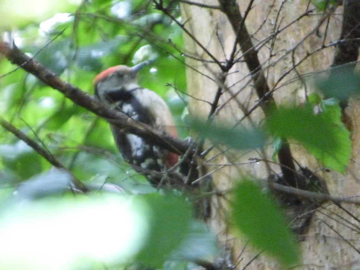 Middle Spotted Woodpecker - ML621127680