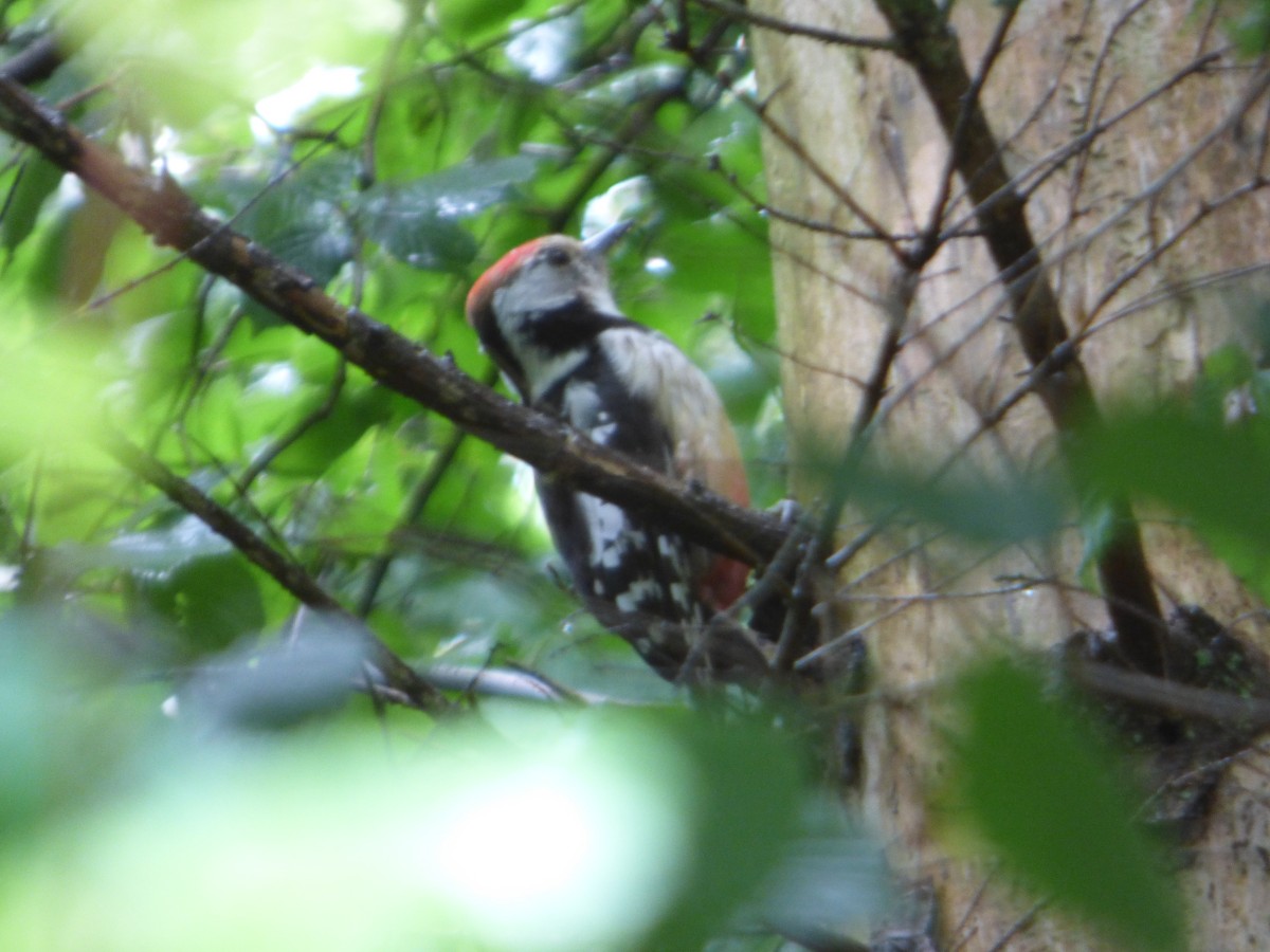 Middle Spotted Woodpecker - ML621127681