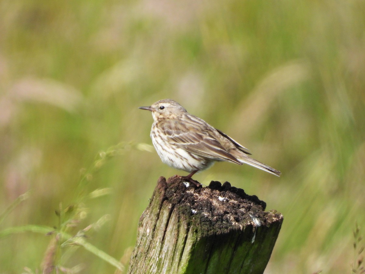 Meadow Pipit - ML621127696