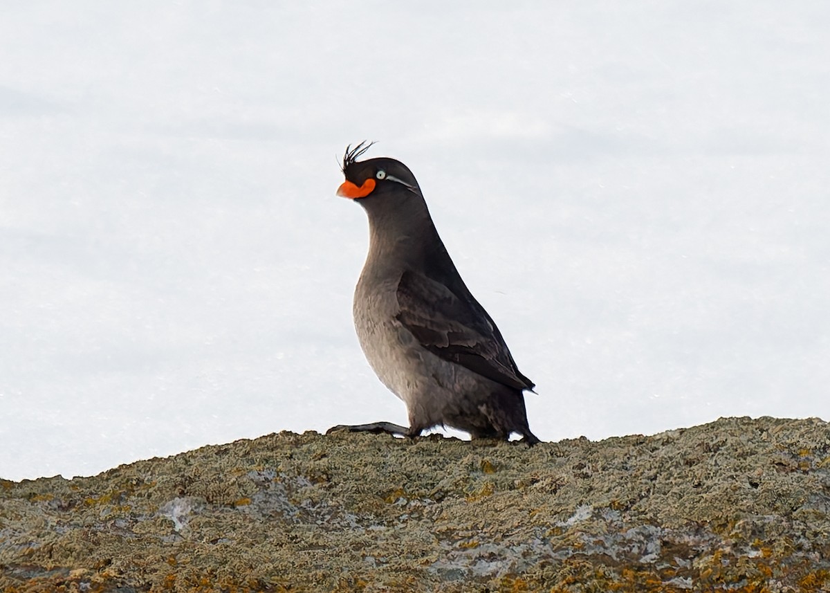 Crested Auklet - ML621127699
