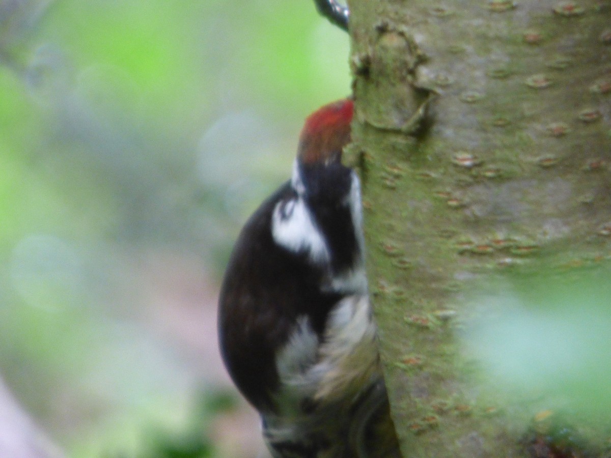 Middle Spotted Woodpecker - ML621127702