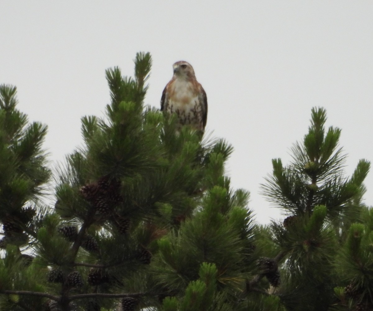 Red-tailed Hawk - ML621127721