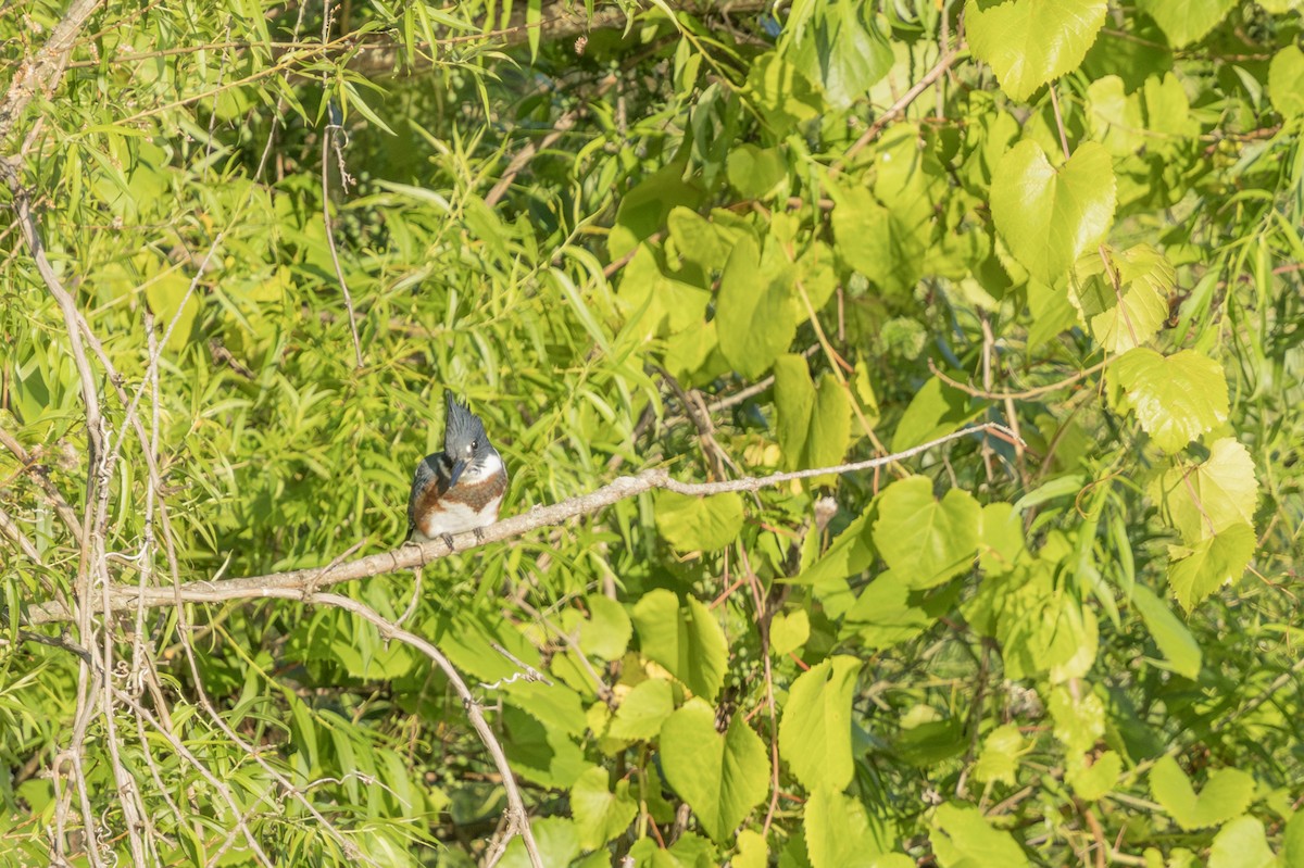 Belted Kingfisher - ML621127730
