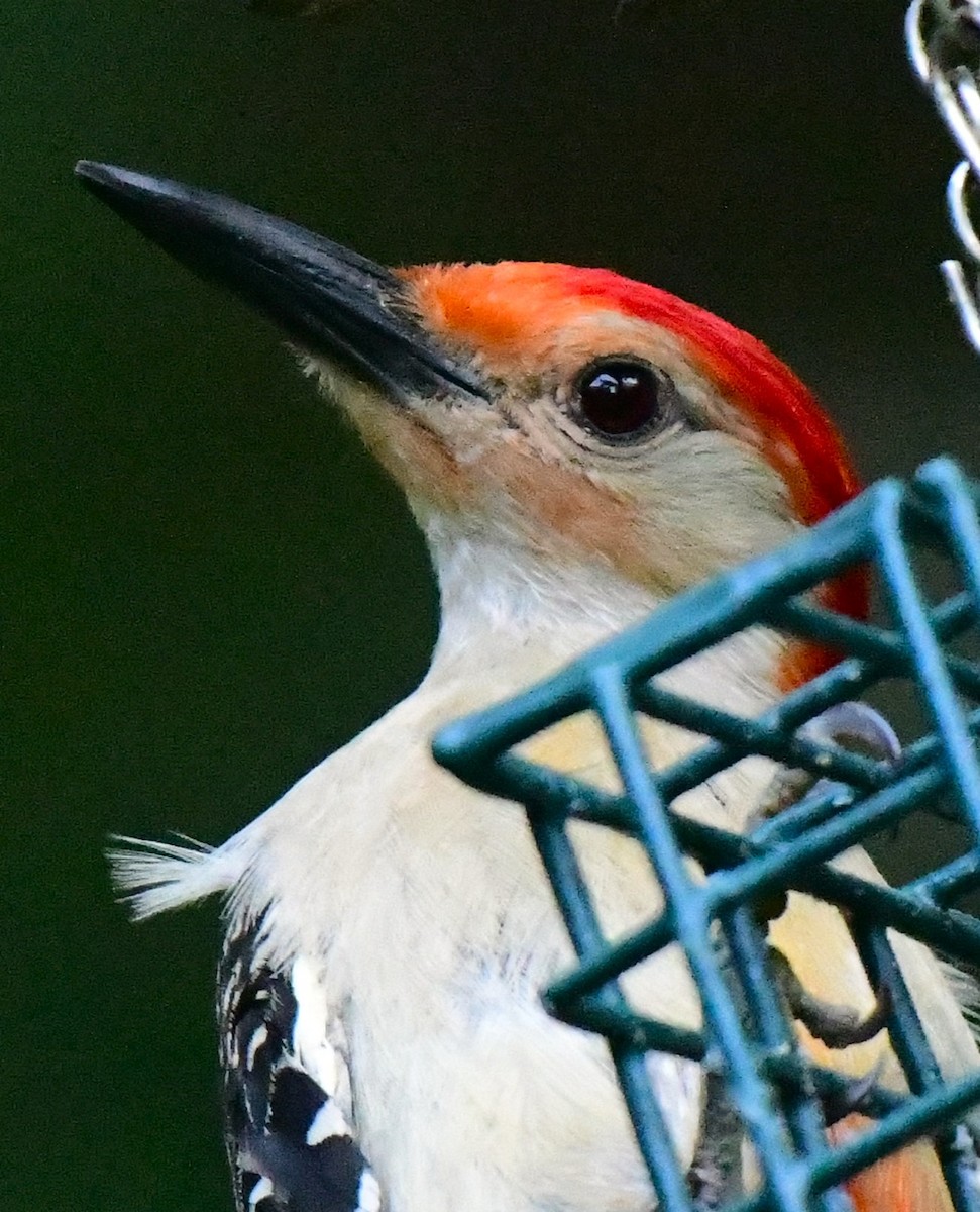 Red-bellied Woodpecker - ML621127781