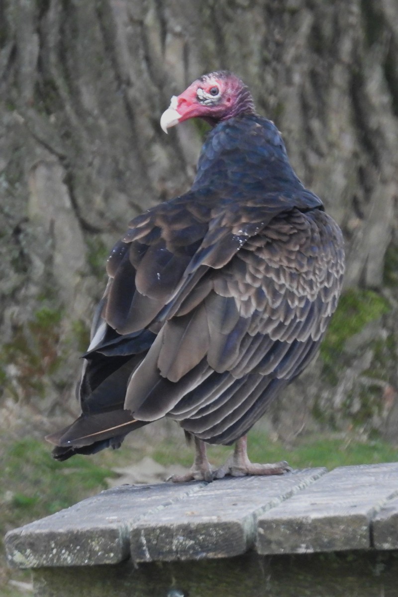 Turkey Vulture - ML621127790