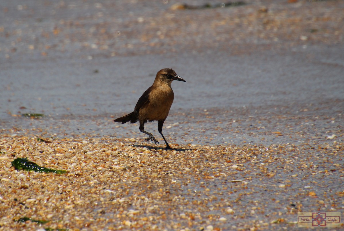 Boat-tailed Grackle - ML621127794