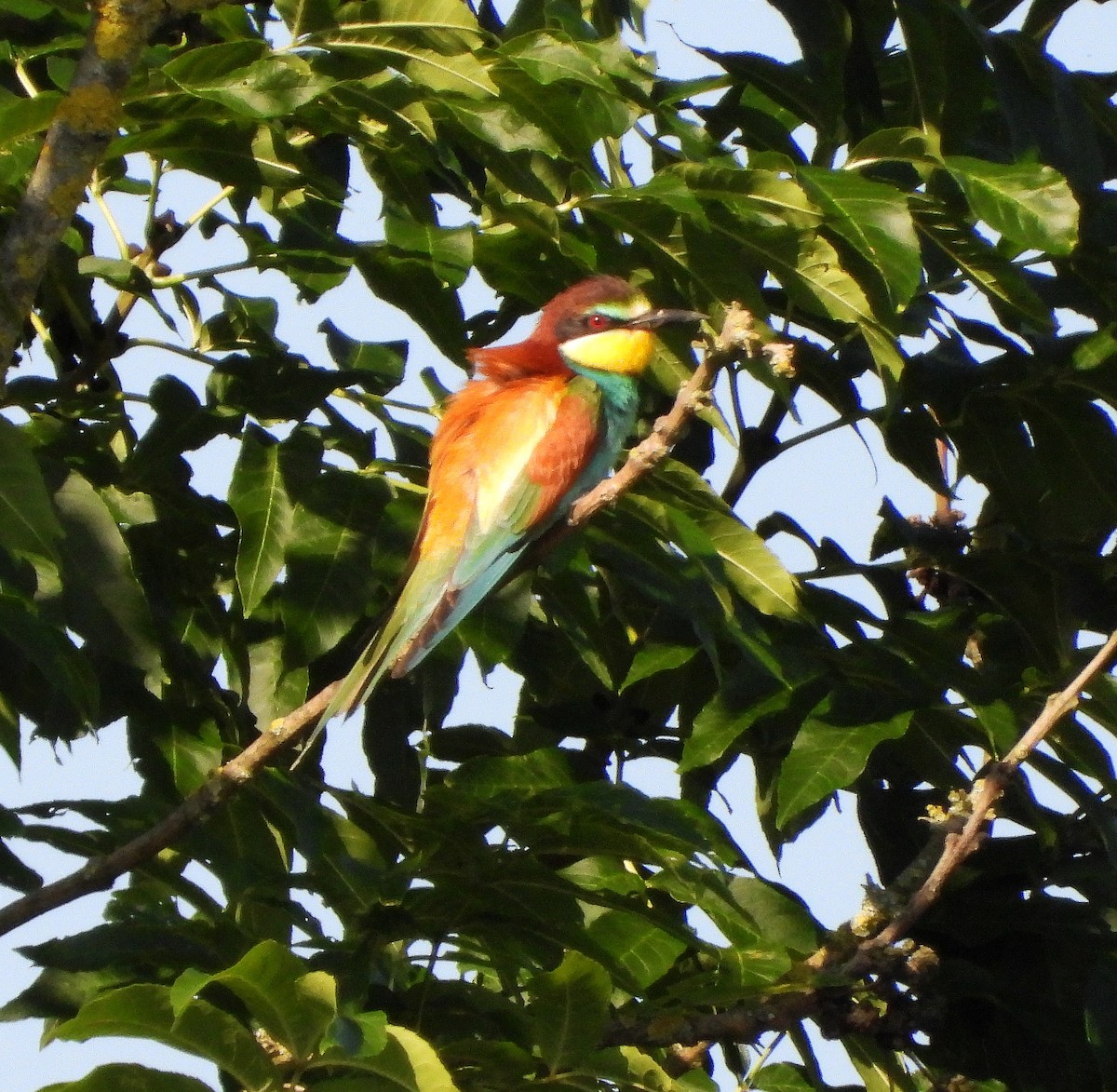 European Bee-eater - ML621127798