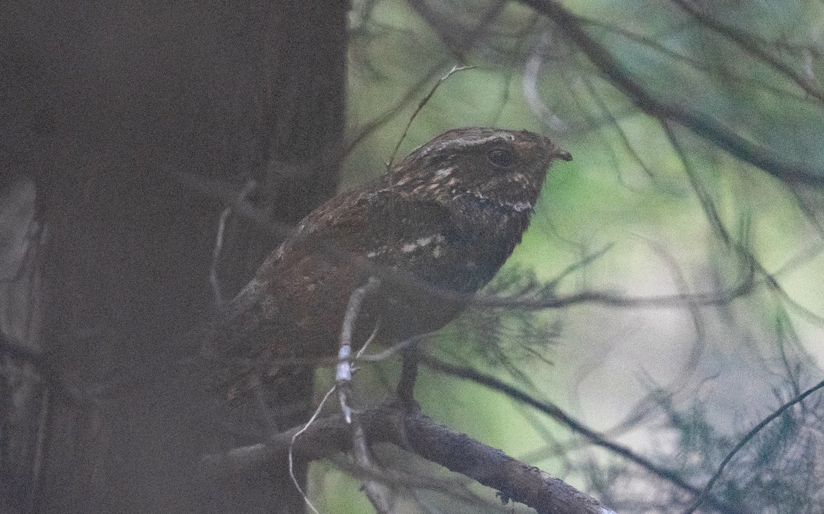 Chuck-will's-widow - ML621127809