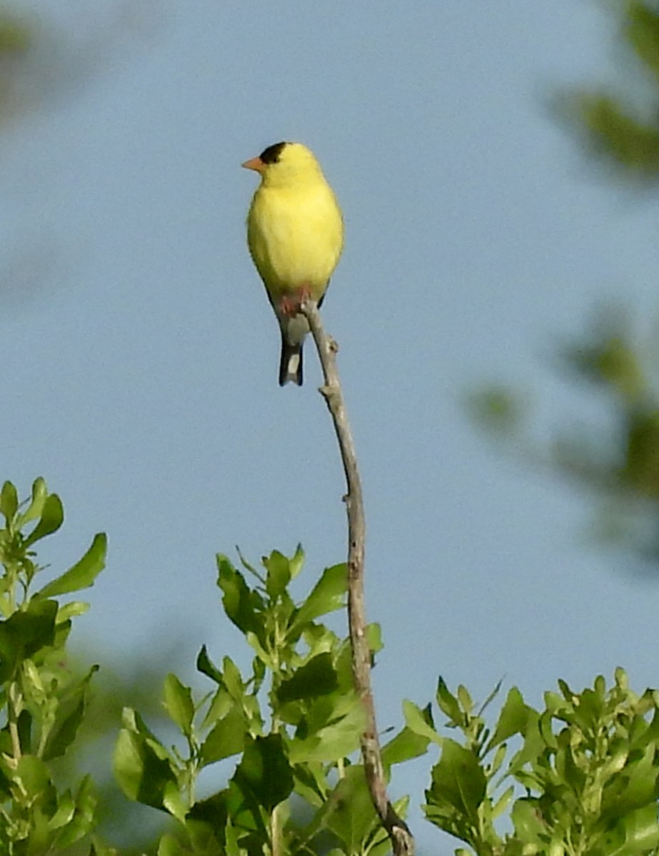 American Goldfinch - Mary Nardone