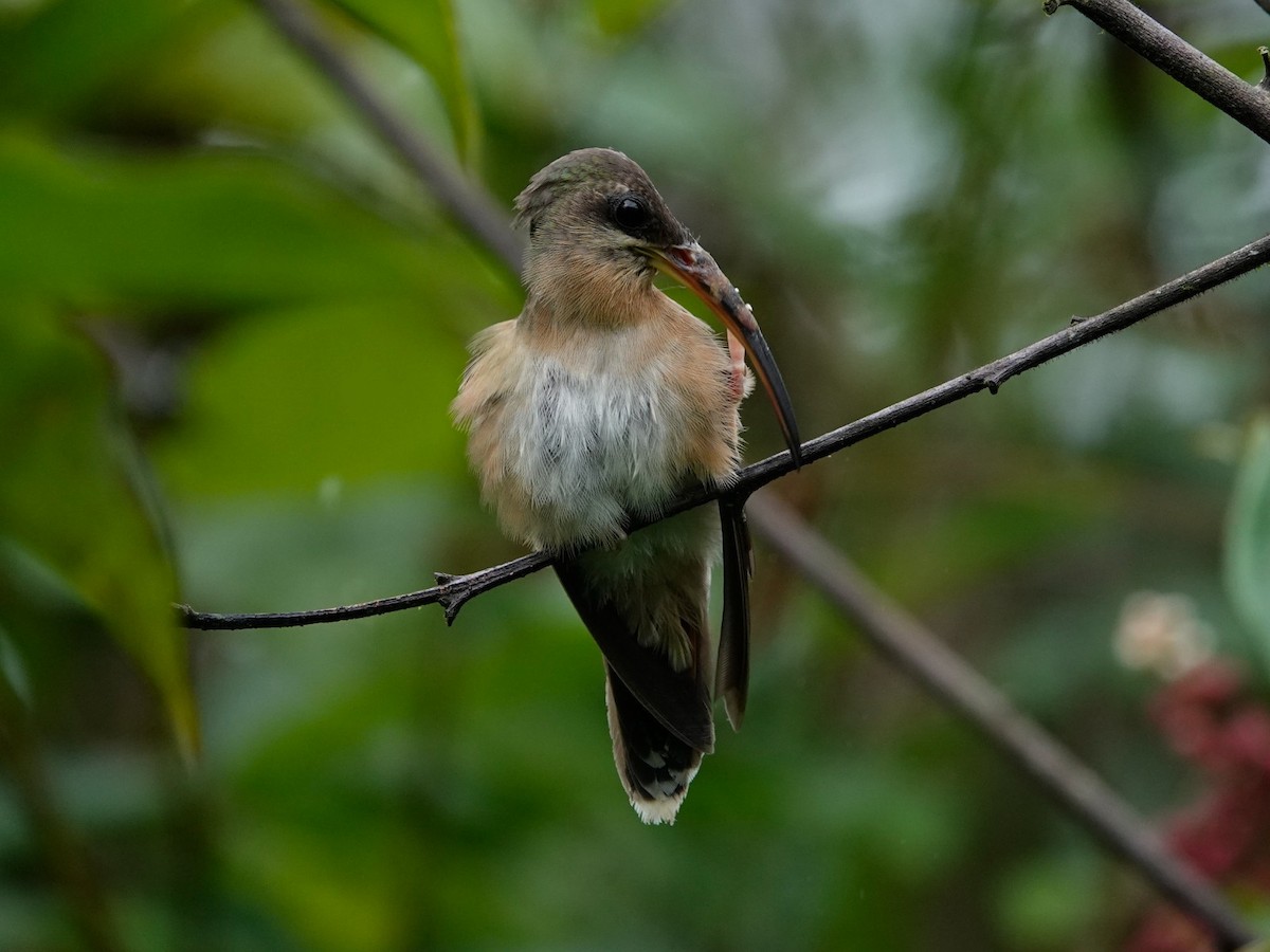 Rufous-breasted Hermit - ML621127826