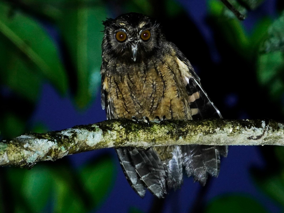 Tawny-bellied Screech-Owl - ML621127832